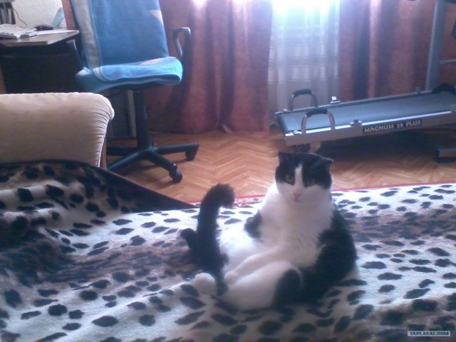 Котовторник 17.04.2012