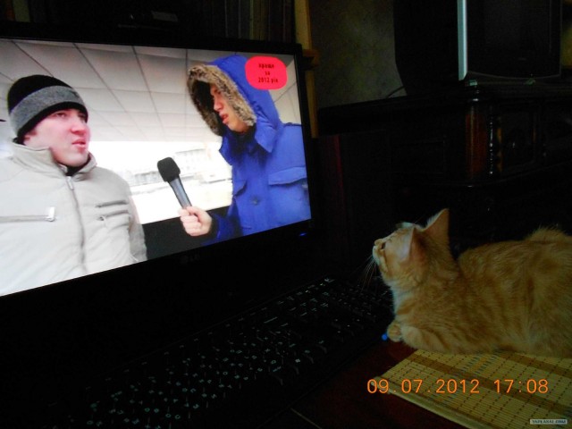 Котовторник 10. 07. 2012
