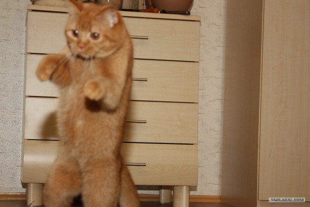 Котовторник 24.07.2012