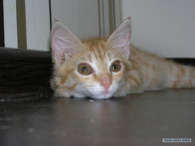 Котовторник  28.08.12