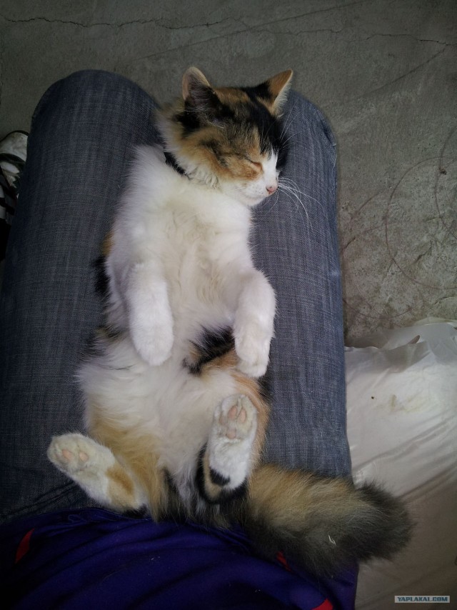 Котовторник  16.10.12