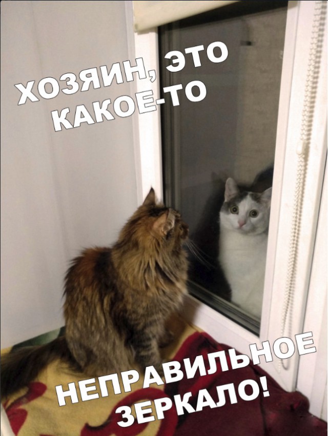 Забавные фото котеек