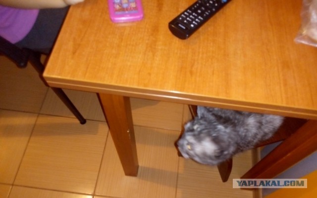 Что делать с котом?