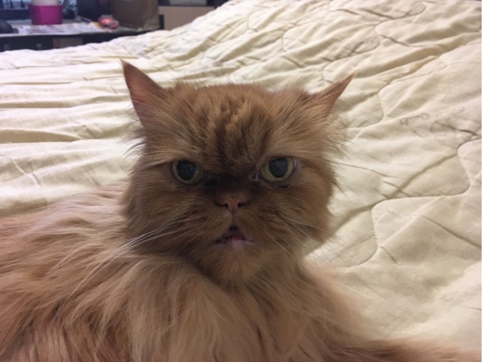 Котовторник *новогодний* 31/12/2019