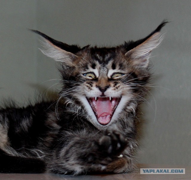 Коты, которые нас порадовали!