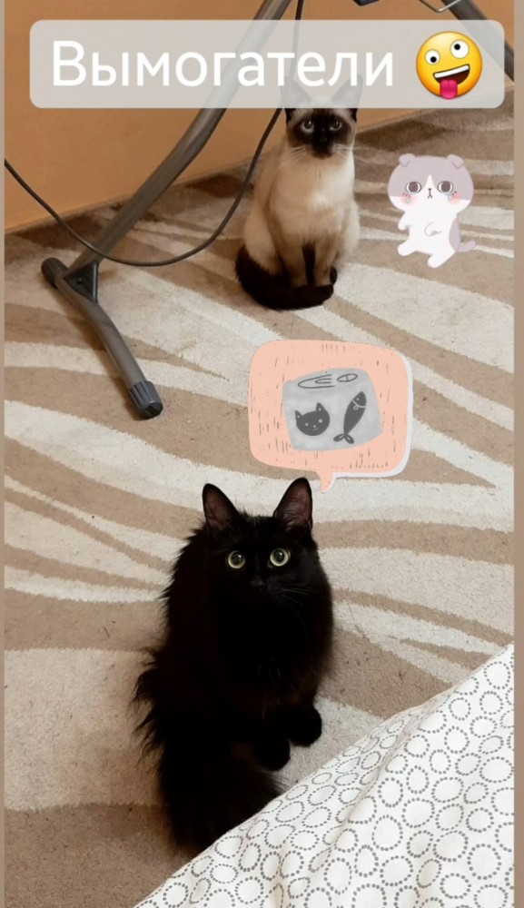 Ну, с котовторником!