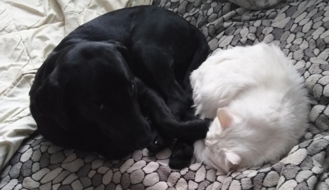 Коты, которые спят где попало и как попало