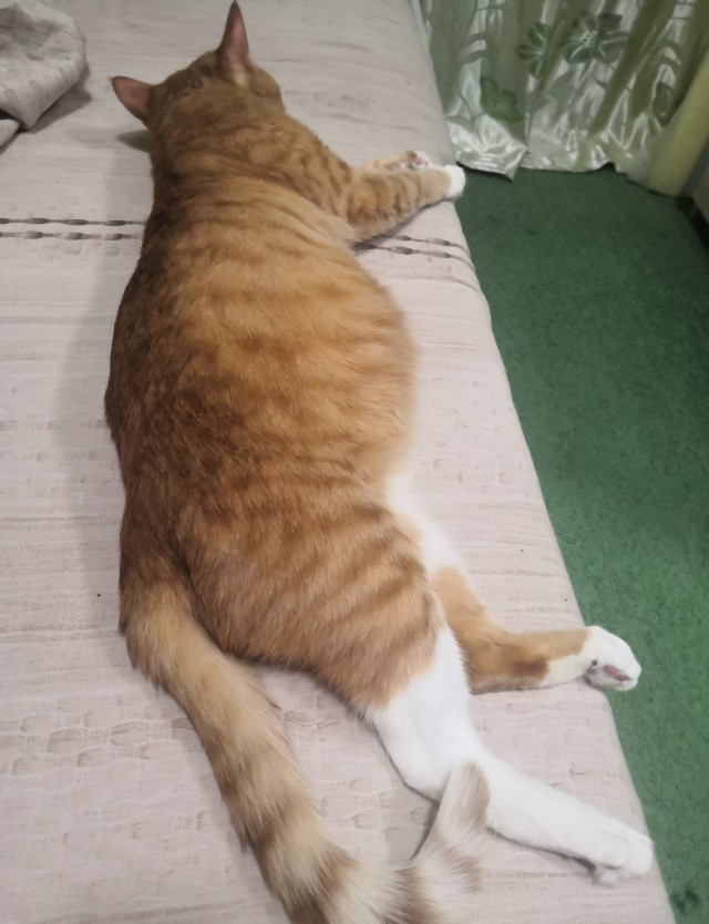 В постели с котом