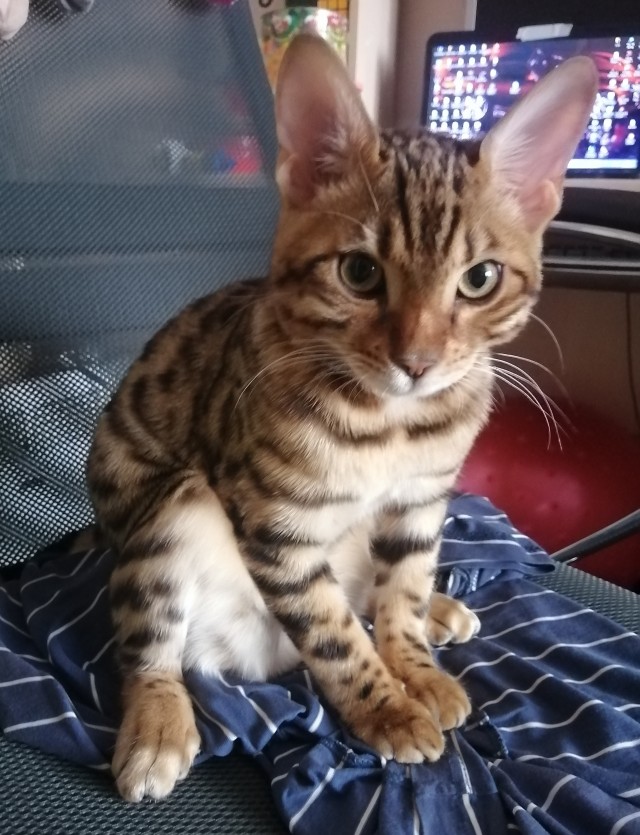 Котовторник!