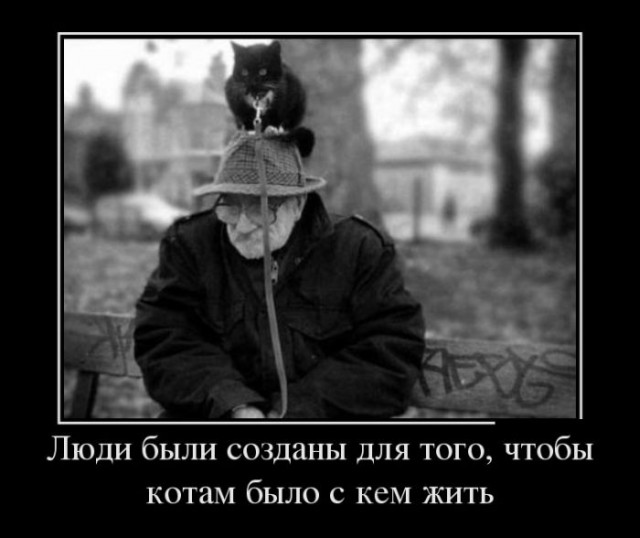 Кошки оставляют следы своих лапок в наших сердцах