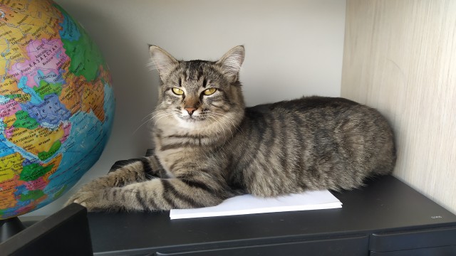 Котовторник же!