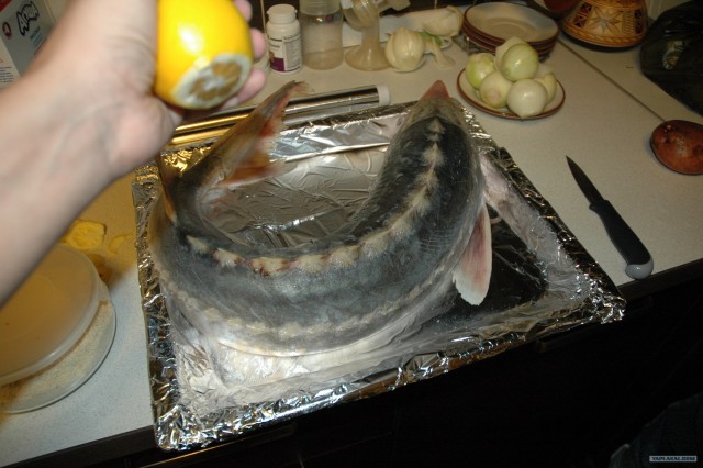 Все из рыбы!