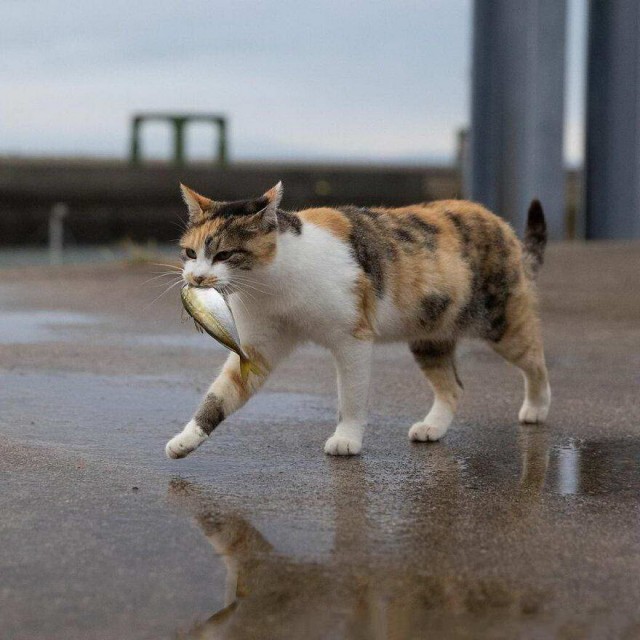 Разные котики