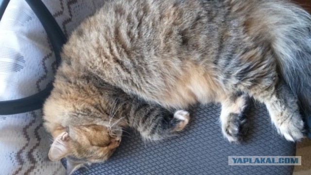 Солнце котовторника уже встало, Господа!