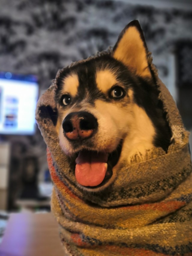 Породы собак, которые так похожи друг на друга