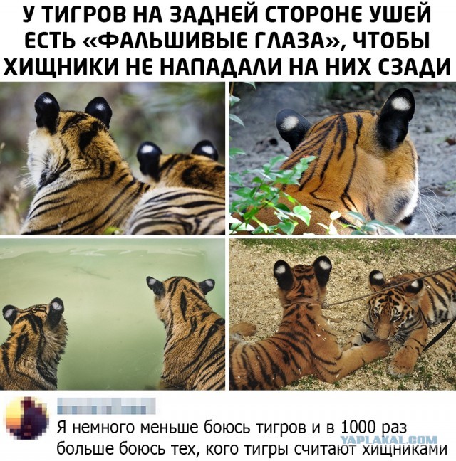Бредзона 31.10.21