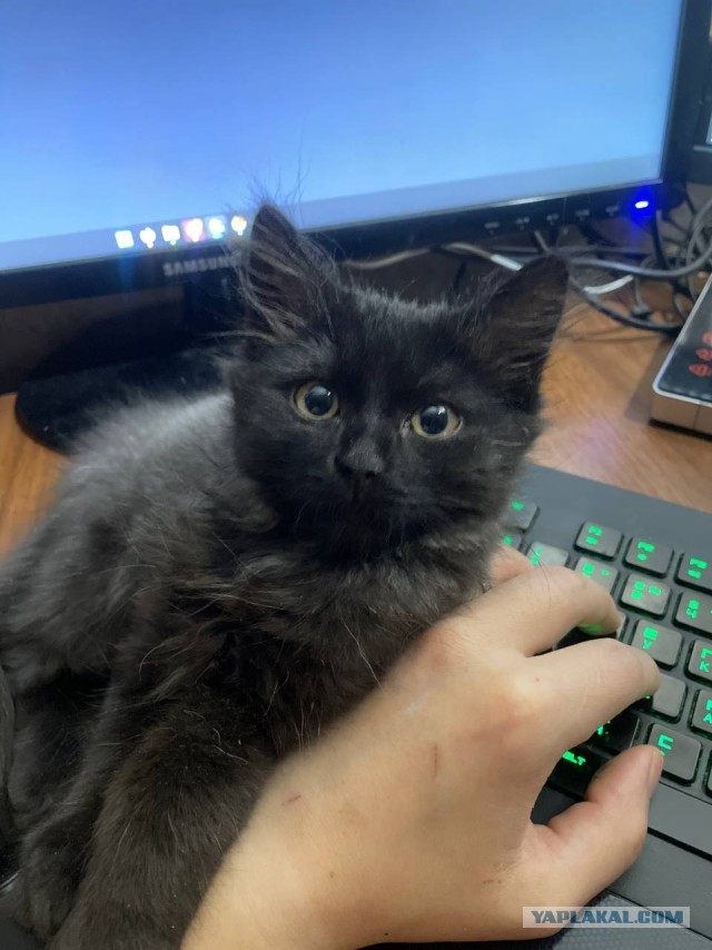 Котовторнику быть