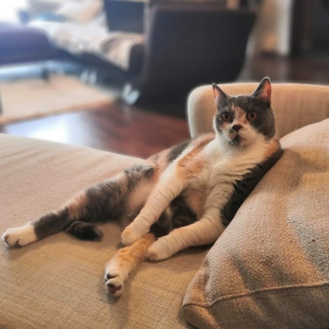 Вы, что спите? Вставайте, котовторник же!