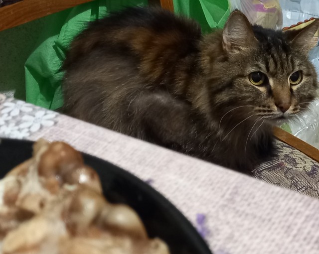 Котовторник. Февраль