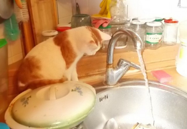 Как заставить кота побольше пить