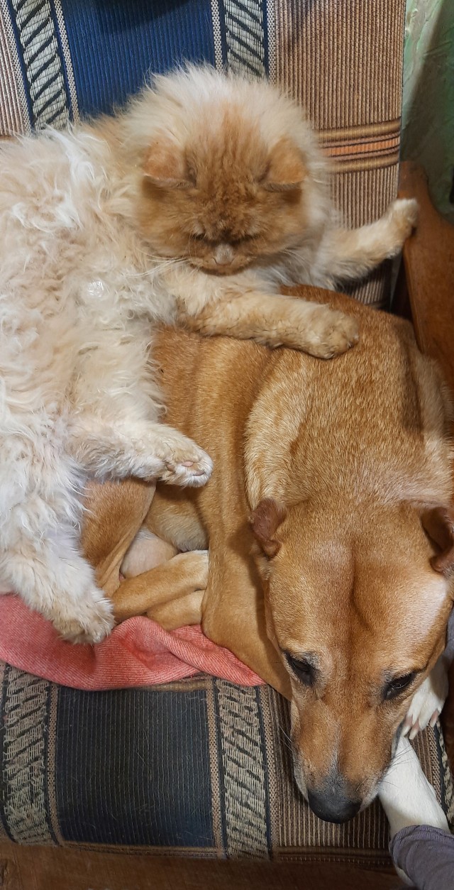Как кошка с собакой