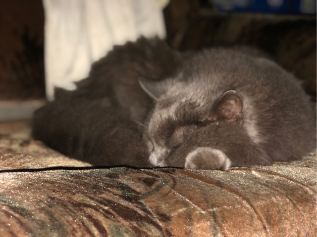 Котовторник 19.07.22