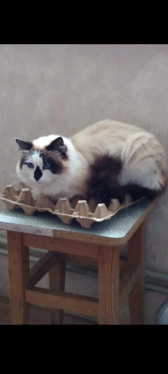Котовторник 19.07.22