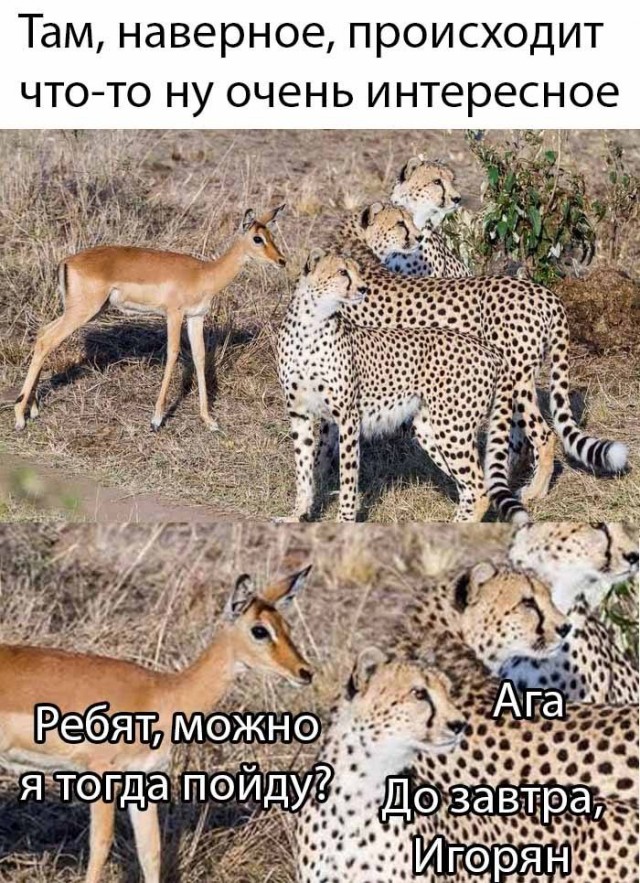 Баянисто-небаянистый юмор 1.08.22