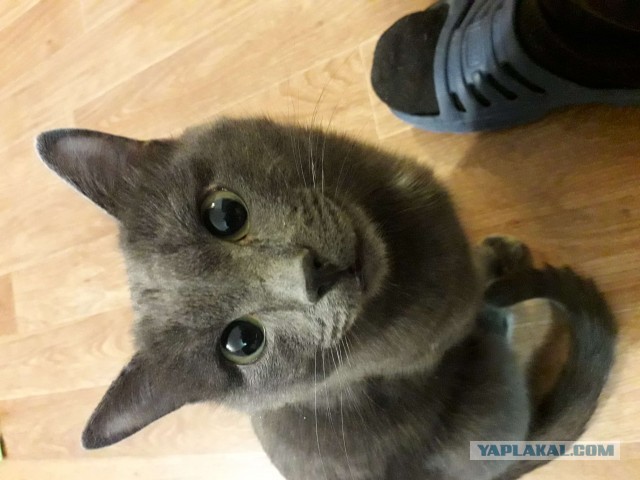Рыцари коты