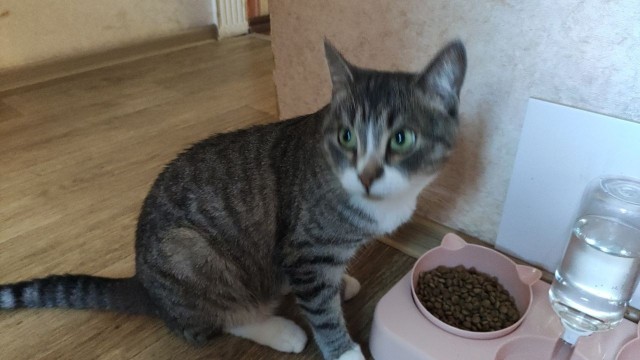 Шерстяной котовторник. Октябрь 2022