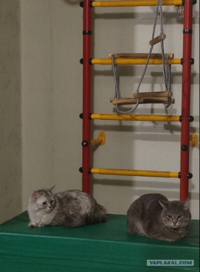 Вторник, сэр кот