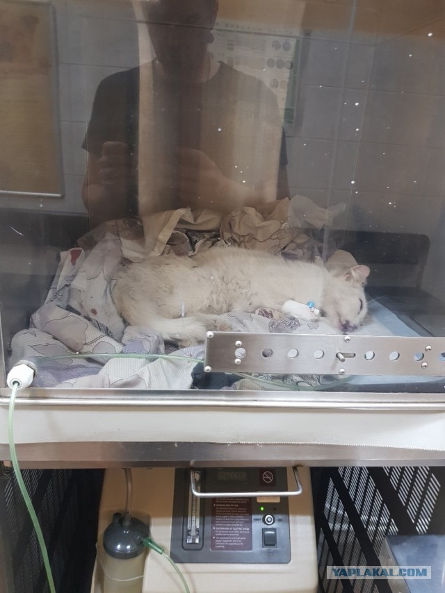 Уличный котей - 1, домашний котей +1