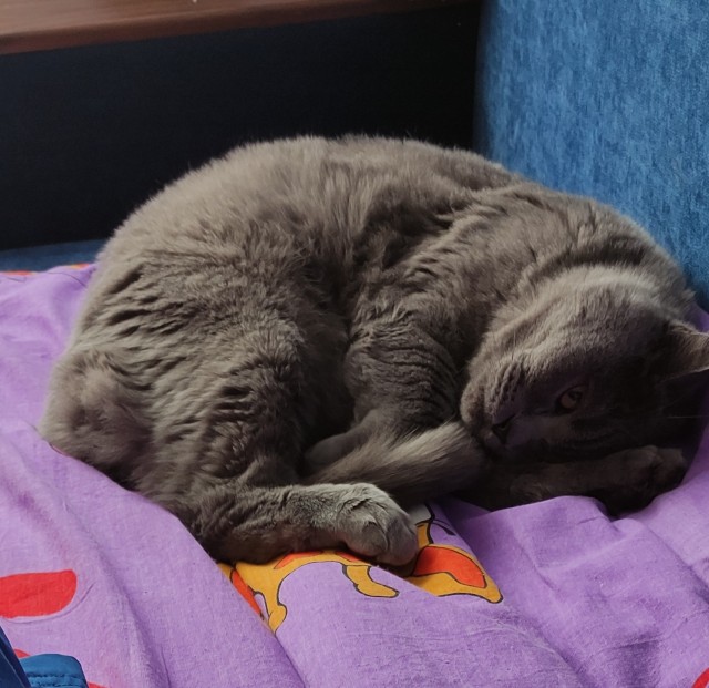 Метаморфоза (про котэ)