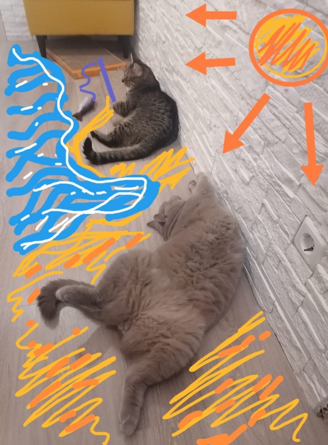 Коты белые, 12 литров