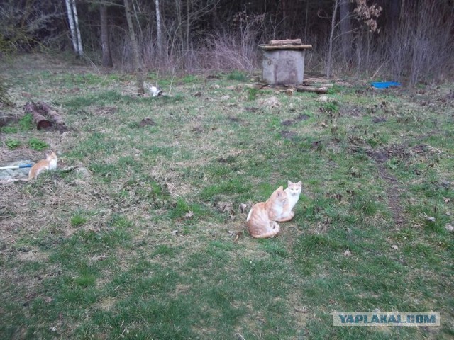 Жизнь домашнего приюта для котеек 440