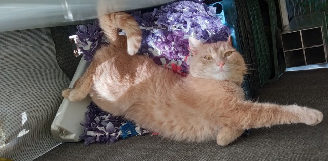 Котовторник, просто Барс