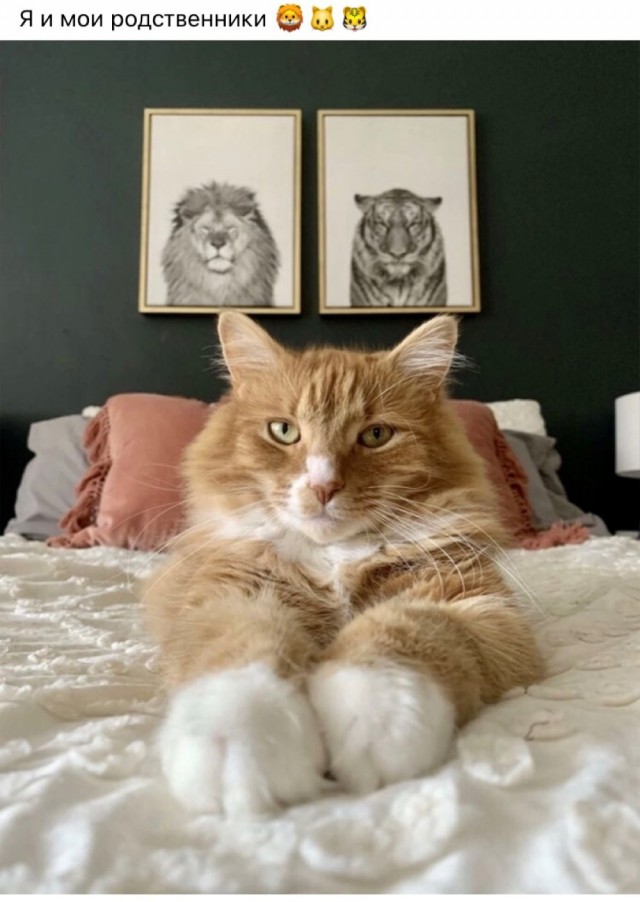Не только котовторник, а еще и Всемирный день кошек!