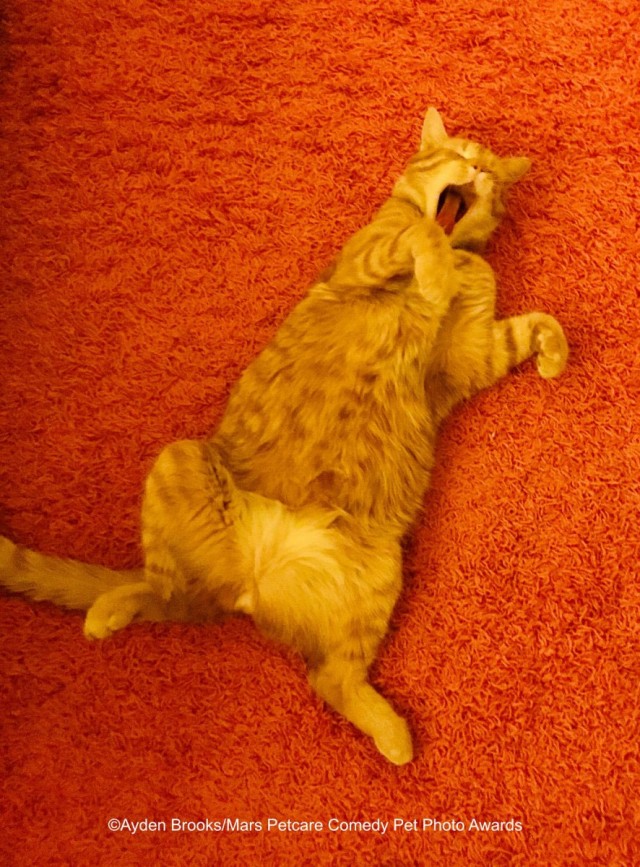 Comedy Pet Photo Awards 2020