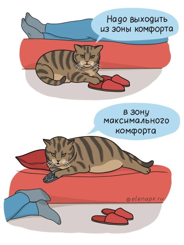 Покупаешь коту дорогую и мягкую лежанку, чтобы ему было максимально комфортно