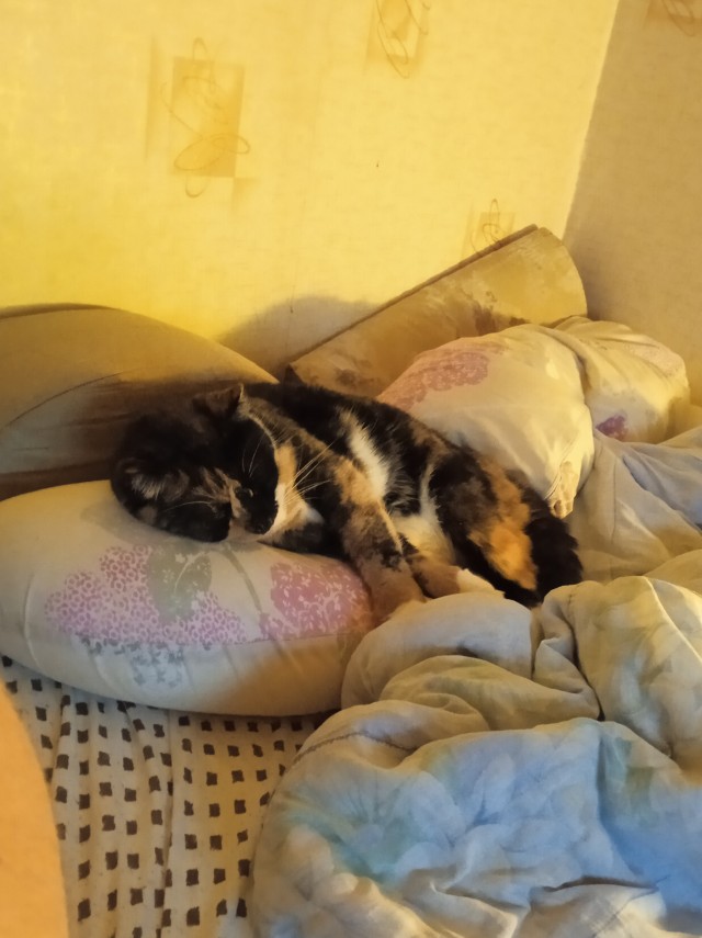 Позы для сна у кошек - что они означают?