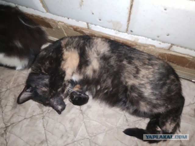 Жизнь домашнего приюта для котеек 480
