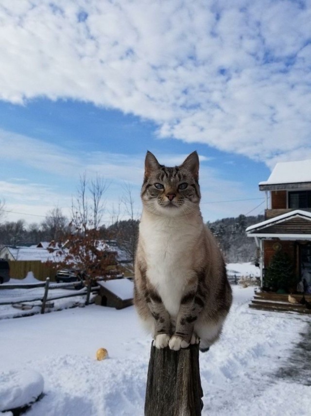 Котики из снега и котики на снегу