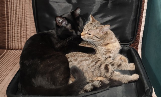 Котовторник 09.04.24