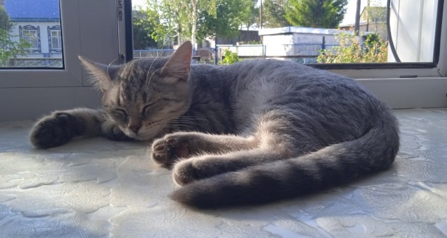 Коты деревенской породы