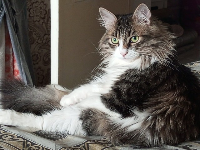 Подкидыш к котовторнику