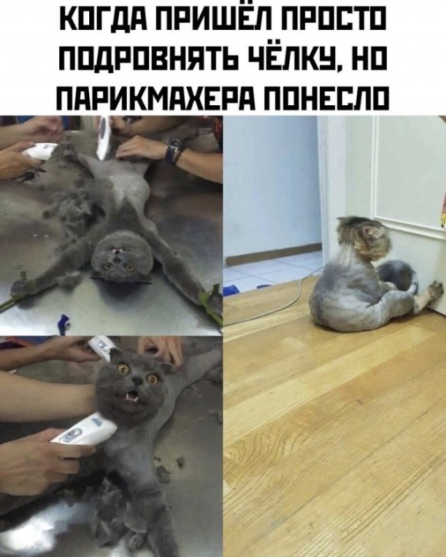 Веселые картинки к пятнице (16.08)