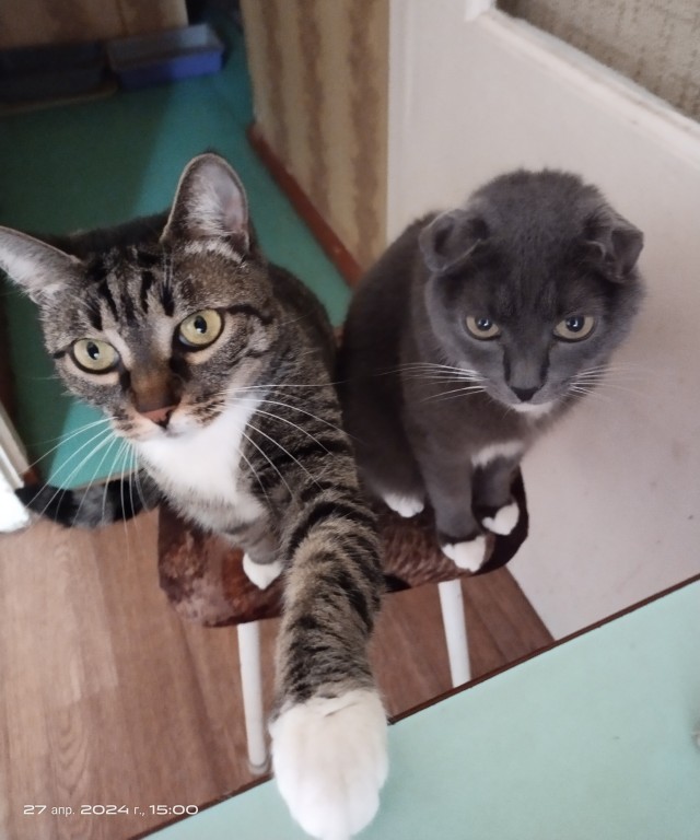 К котовторнику