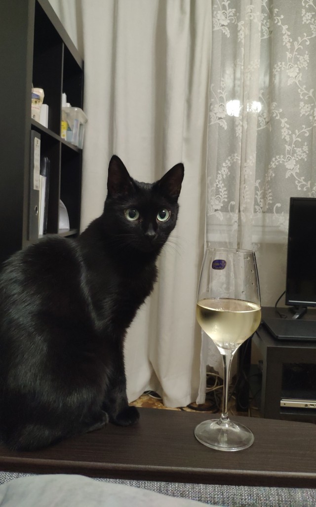 Котовторник и я теперь котораб