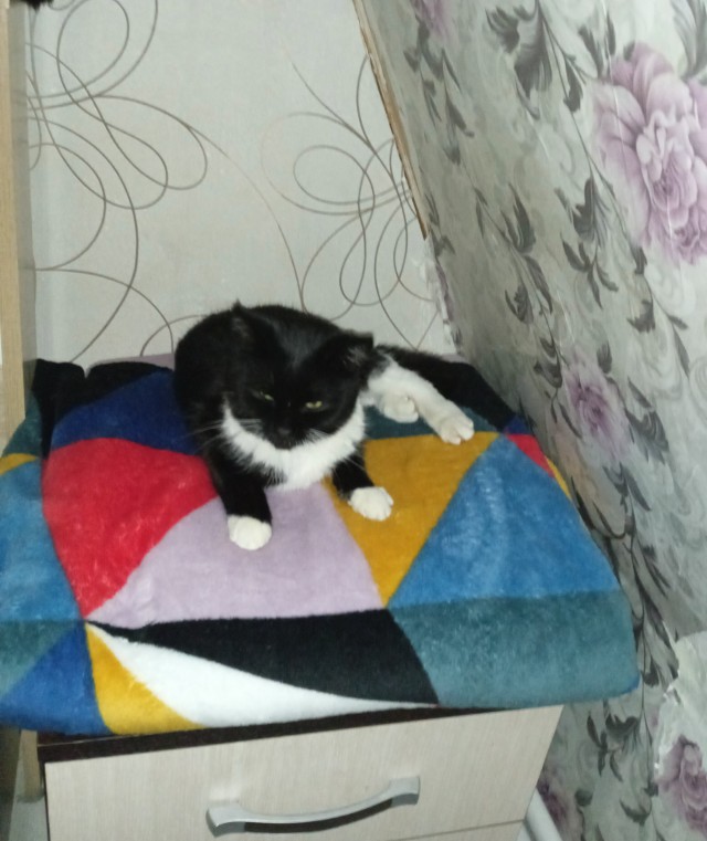 На котовторник