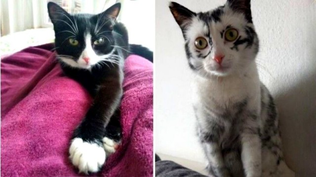 "Шутка природы: удивительные кошачьи окрасы". Несколько кошек с окрасом шкурки, в реальность которого сложно поверить